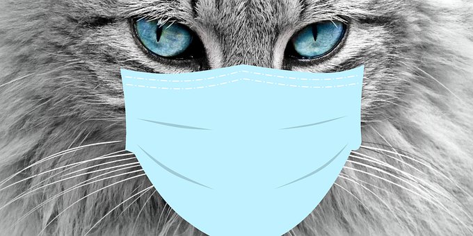 The World's First Case: Cats Infect Humans with COVID-19!